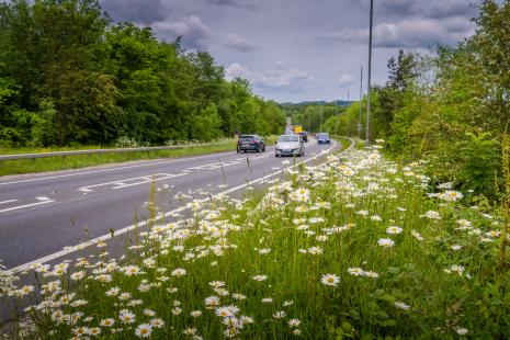 A483 Halton Roundabout wildflowers