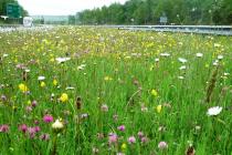 red clover, ox eye daisies and buttercups along the M4 motorway